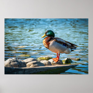Mallard Duck Standing on Shore Rocks by the Lake Poster