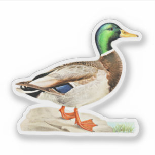 Mallard Duck Sticker