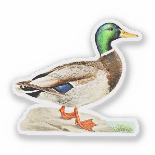 Mallard Duck Sticker (Front)
