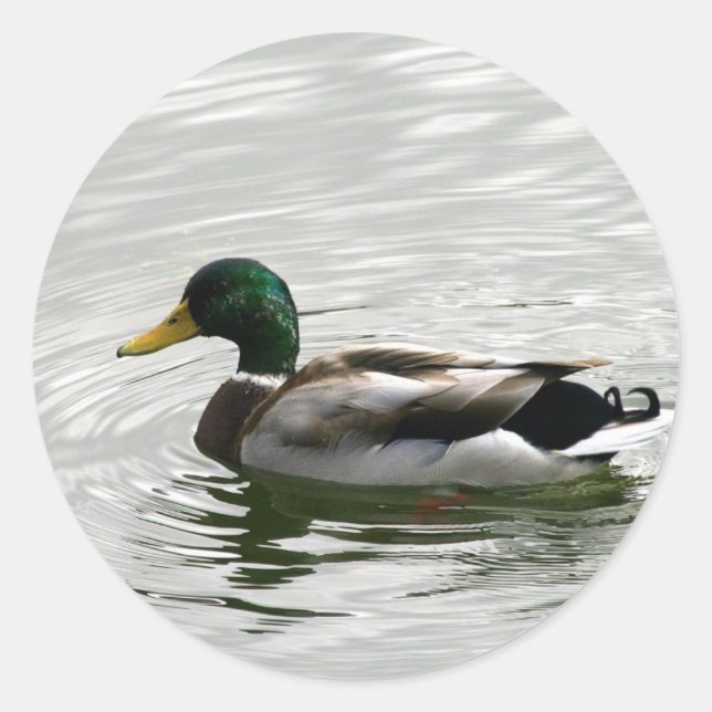 Mallard Duck Stickers (Front)