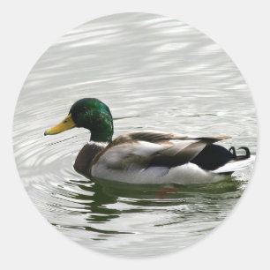 Mallard Duck Stickers