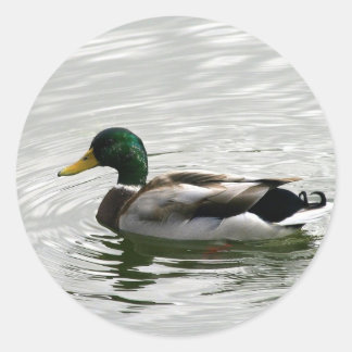 Mallard Duck Stickers
