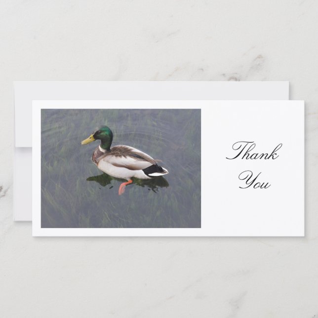 Mallard Duck - Thank You (Front)
