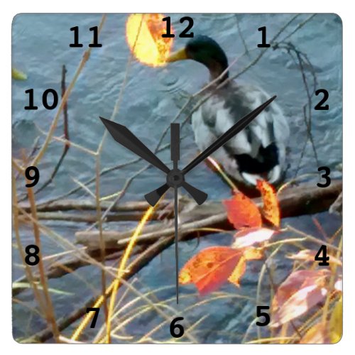 Mallard Duck Wall Clock
