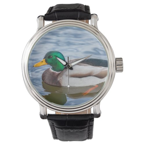 Mallard Duck Watch