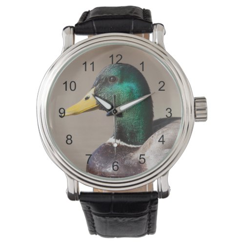 Mallard duck watch