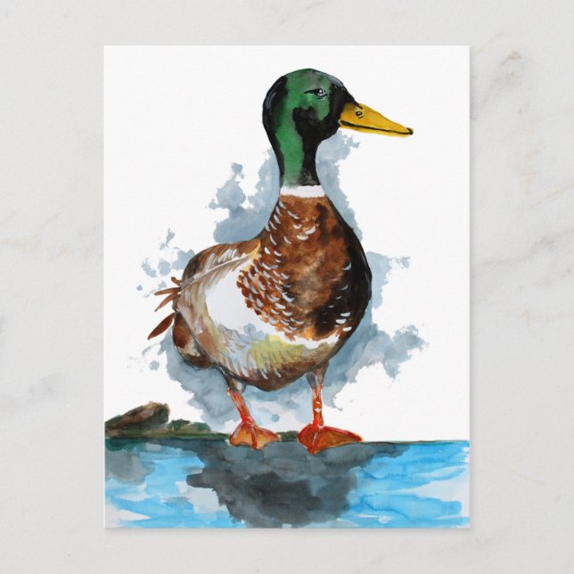 Mallard Duck Watercolor Postcard (Front)