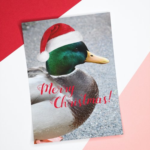 Mallard Duck Wearing Santa Hat Holiday Card