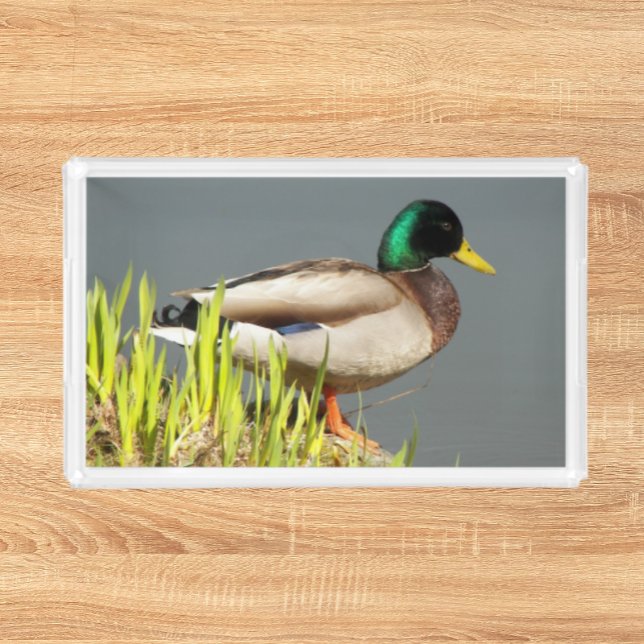 Mallard Duck Wildlife Photo Acrylic Tray (In Situ Front)