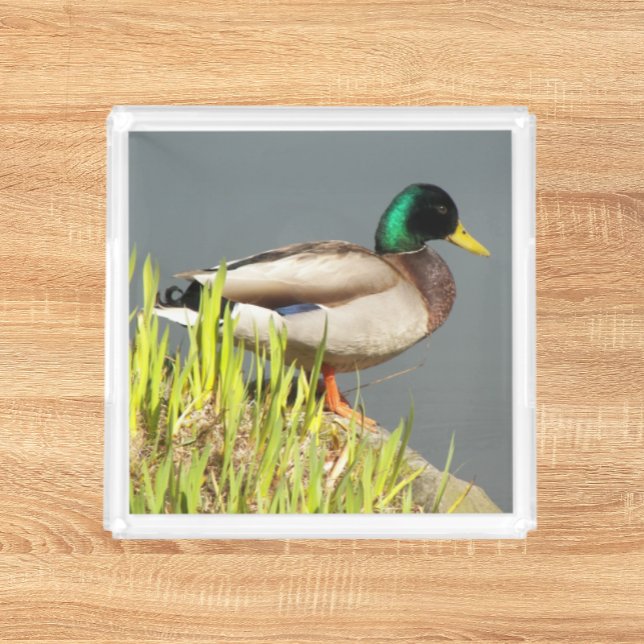 Mallard Duck Wildlife Photo Acrylic Tray (In Situ Front)