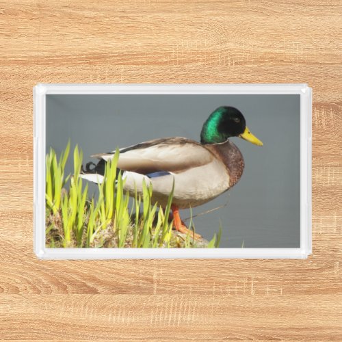 Mallard Duck Wildlife Photo Acrylic Tray