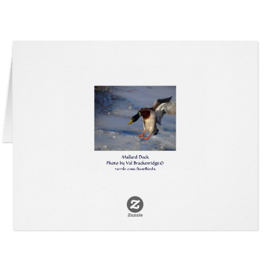 Mallard Duck Wildlife Photo for Bird-lovers (Back Horizontal)