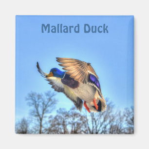 Mallard Duck Wildlife Photo for Bird-lovers Magnet