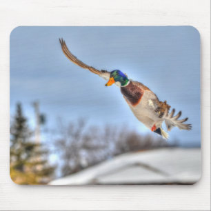 Mallard Duck Wildlife Photo for Bird-lovers Mouse Pad