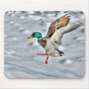Mallard Duck Wildlife Photo for Bird-lovers Mouse Pad