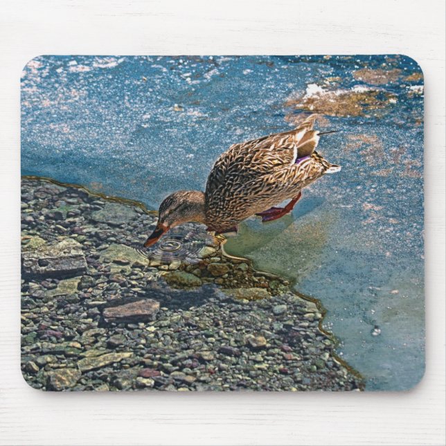 Mallard Duck Wildlife Photo for Bird-lovers Mouse Pad (Front)
