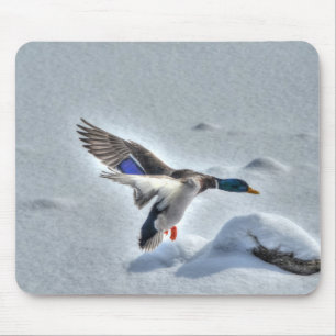 Mallard Duck Wildlife Photo for Bird-lovers Mouse Pad