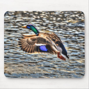Mallard Duck Wildlife Photo for Bird-lovers Mouse Pad