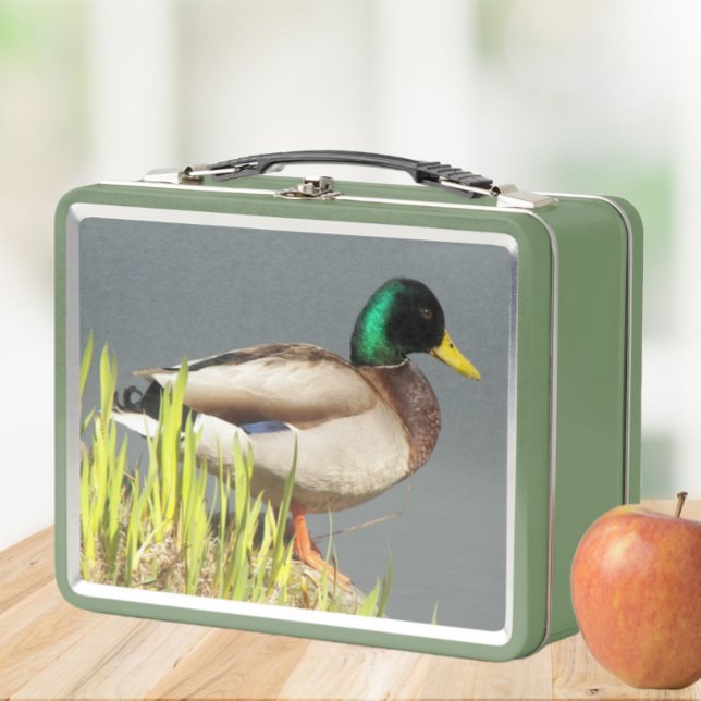 Mallard Duck Wildlife Photo Metal Lunch Box (In Situ Apple)