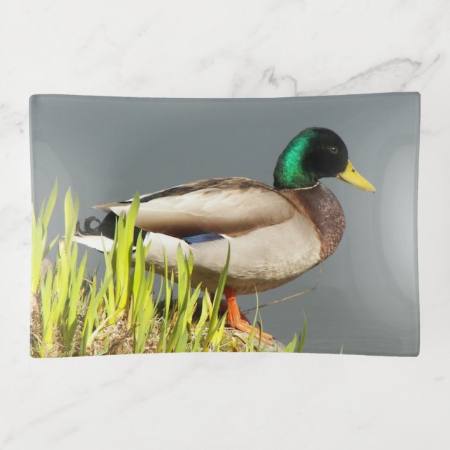 Mallard Duck Wildlife Photo Trinket Tray (Front)