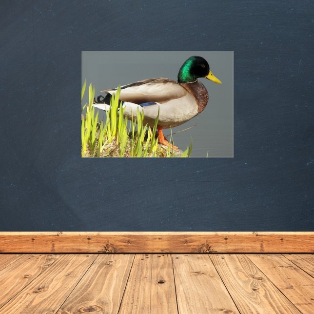 Mallard Duck Wildlife Photographic Acrylic Print (In Situ)