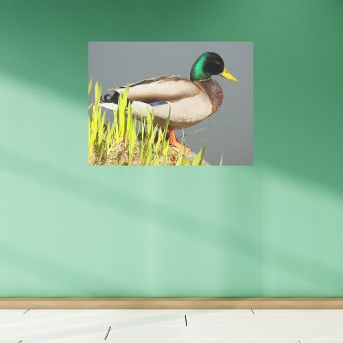 Mallard Duck Wildlife Photographic Metal Print