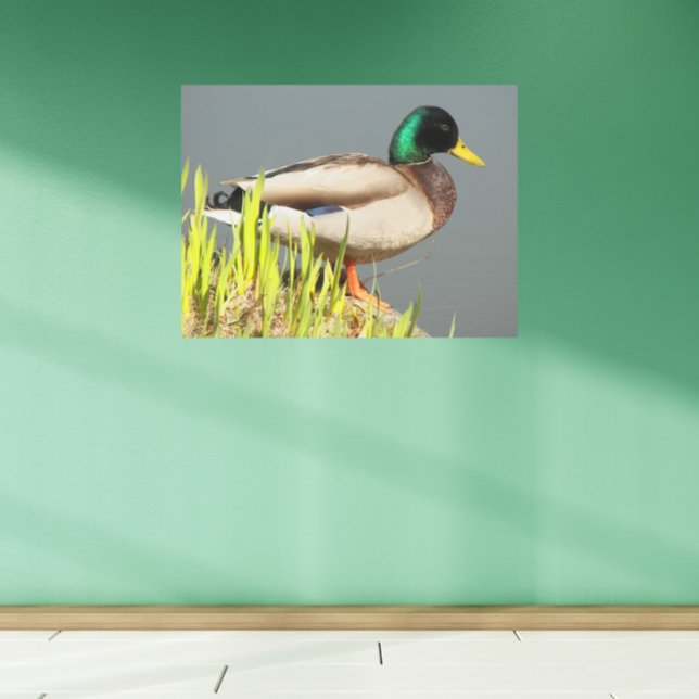 Mallard Duck Wildlife Photographic Metal Print (In Situ)