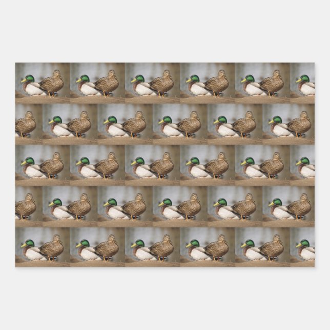 Mallard Duck Wrapping Paper (Front)