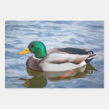 Mallard Duck Wrapping Paper Sheets by PixLifeBirds at Zazzle