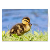 Mallard Duckling (Front Horizontal)