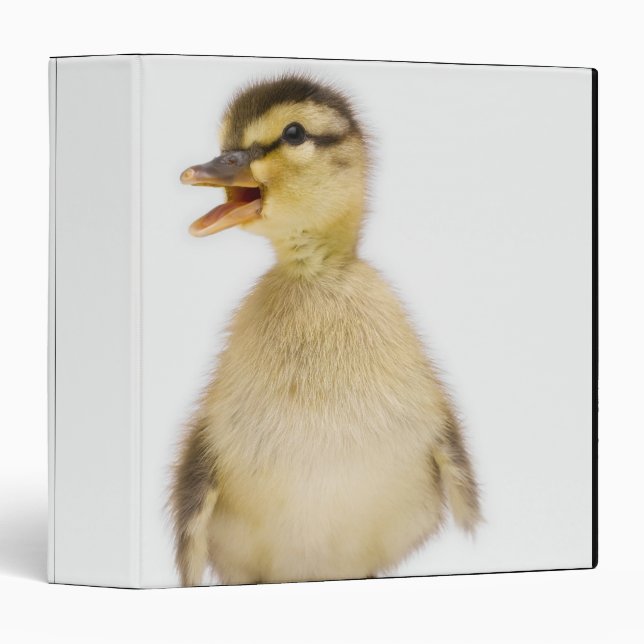Mallard duckling (Anas platyrhynchos) 3 Ring Binder (Front/Spine)