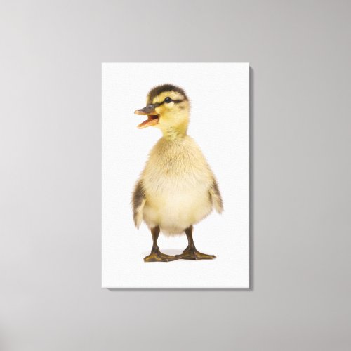 Mallard duckling Anas platyrhynchos Canvas Print