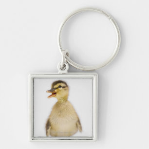 Mallard duckling (Anas platyrhynchos) Keychain