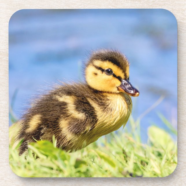 Mallard Duckling Beverage Coaster (Front)