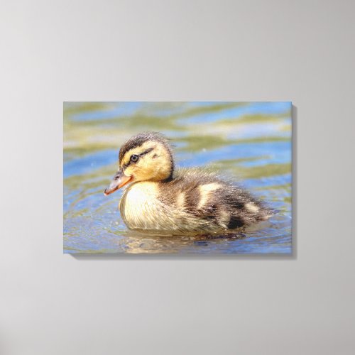 Mallard Duckling Canvas Print