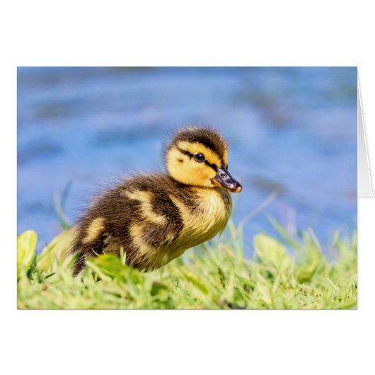 Mallard Duckling Cards (Front Horizontal)