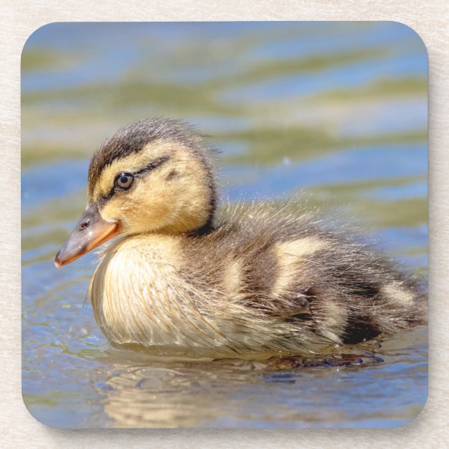 Mallard Duckling Coaster (Front)