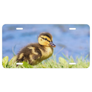 Mallard Duckling License Plate