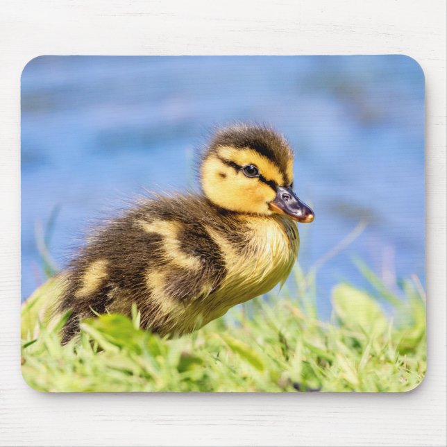 Mallard Duckling Mouse Pad (Front)