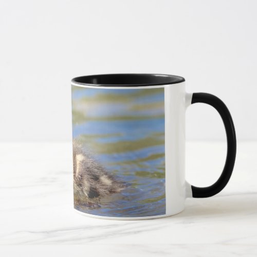 Mallard Duckling Mug