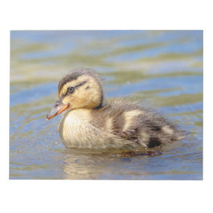Mallard Duckling Notepad