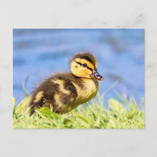 Mallard Duckling Postcard (Front)