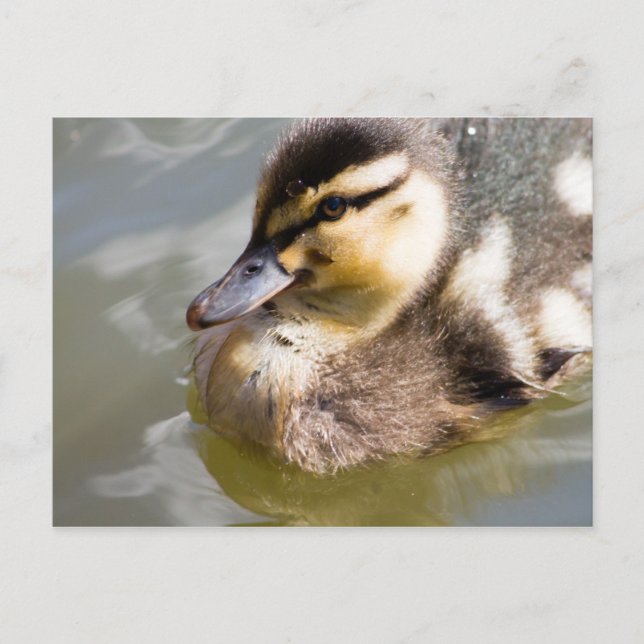 Mallard Duckling Postcard (Front)
