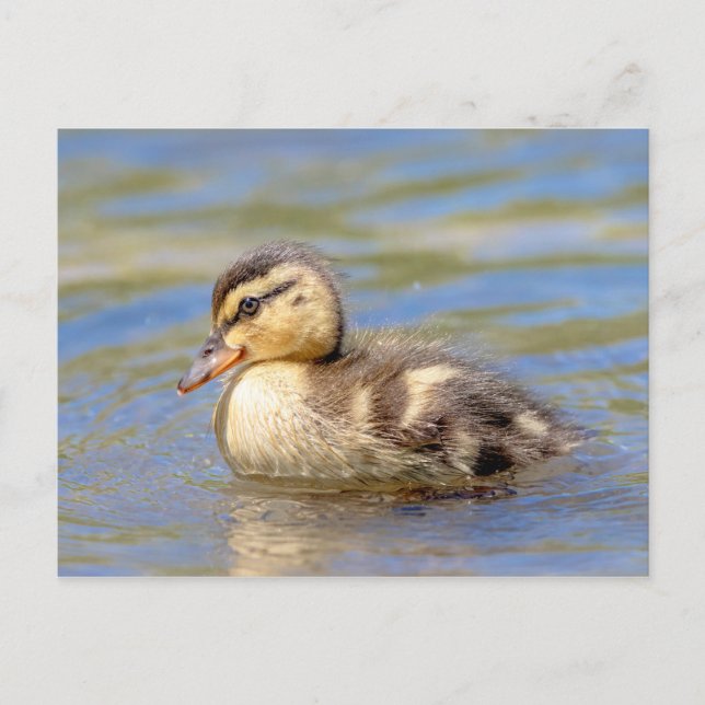 Mallard Duckling Postcard (Front)