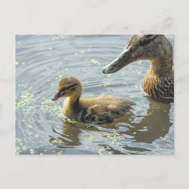 Mallard Duckling with its Mother, Postcard (Front)
