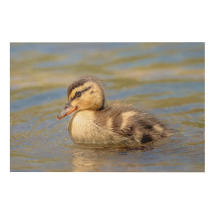 Mallard Duckling Wood Wall Art