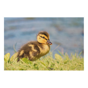 Mallard Duckling Wood Wall Decor