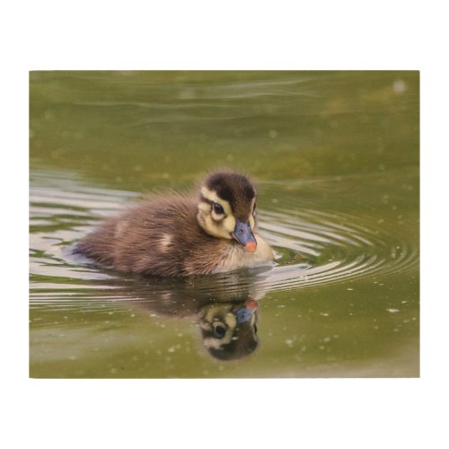 Mallard Duckling Wood Wall Decor