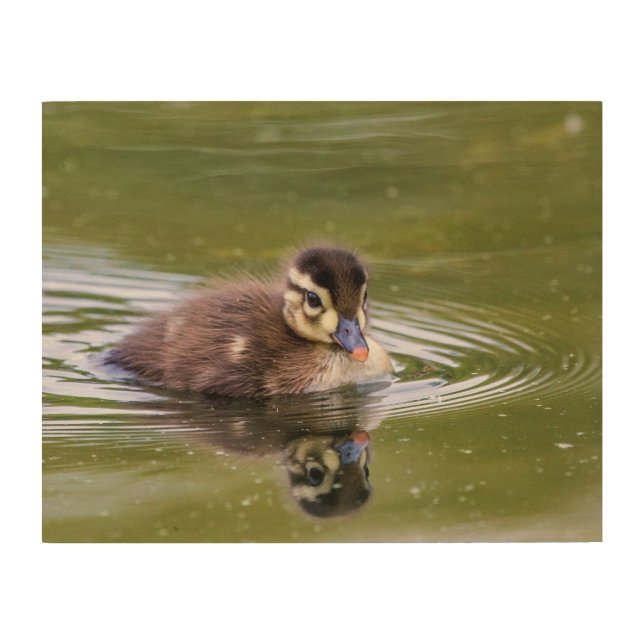 Mallard Duckling Wood Wall Decor (Front)