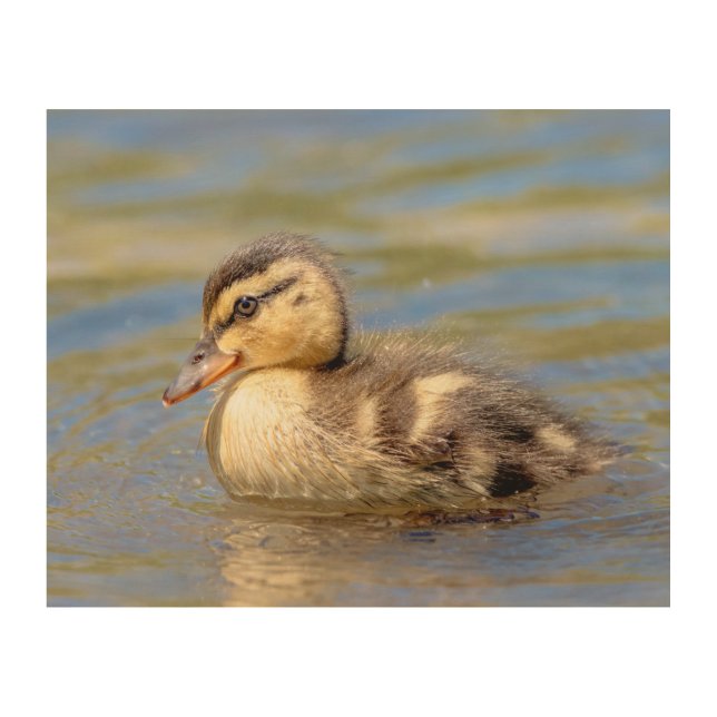 Mallard Duckling Wood Wall Decor (Front)